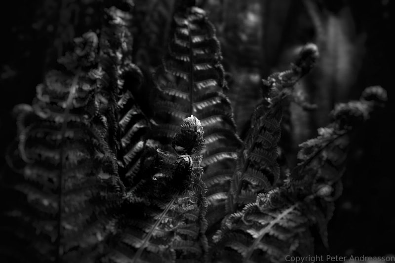 Naturbild
